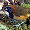 Greater Necklaced Laughingthrush